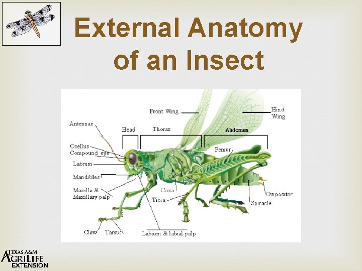 External Anatomy of an Insect 