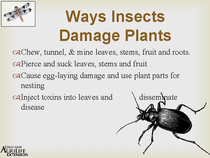 Ways Insects Damage Plants Chew, tunnel, & mine leaves, stems, fruit and roots. Pierce