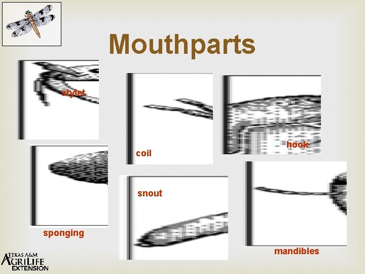 Mouthparts stylet coil hook snout sponging mandibles 