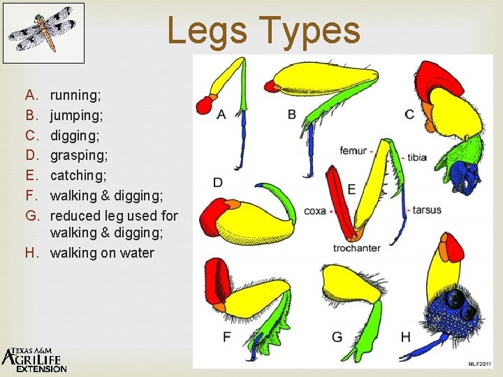 Legs Types A. B. C. D. E. F. G. running; jumping; digging; grasping; catching;