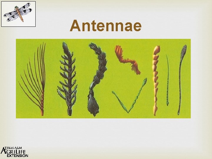 Antennae 