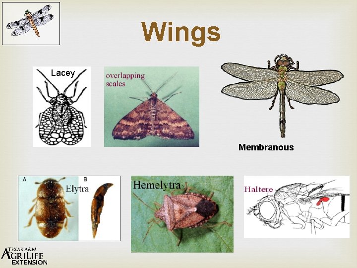 Wings Lacey Membranous 