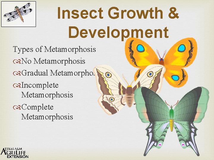 Insect Growth & Development Types of Metamorphosis No Metamorphosis Gradual Metamorphosis Incomplete Metamorphosis Complete