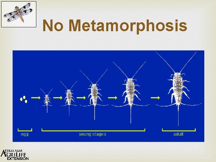 No Metamorphosis 