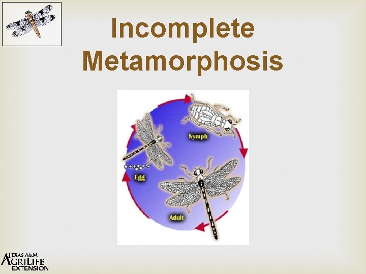 Incomplete Metamorphosis 