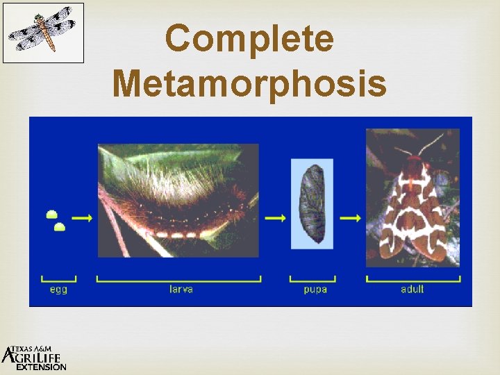 Complete Metamorphosis 