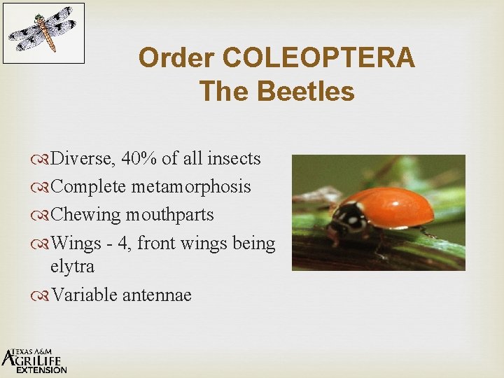 Order COLEOPTERA The Beetles Diverse, 40% of all insects Complete metamorphosis Chewing mouthparts Wings