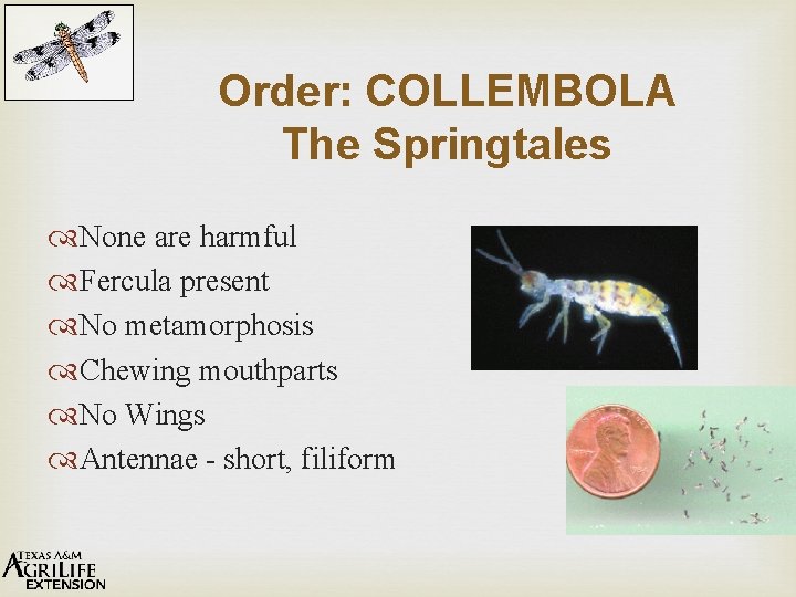 Order: COLLEMBOLA The Springtales None are harmful Fercula present No metamorphosis Chewing mouthparts No