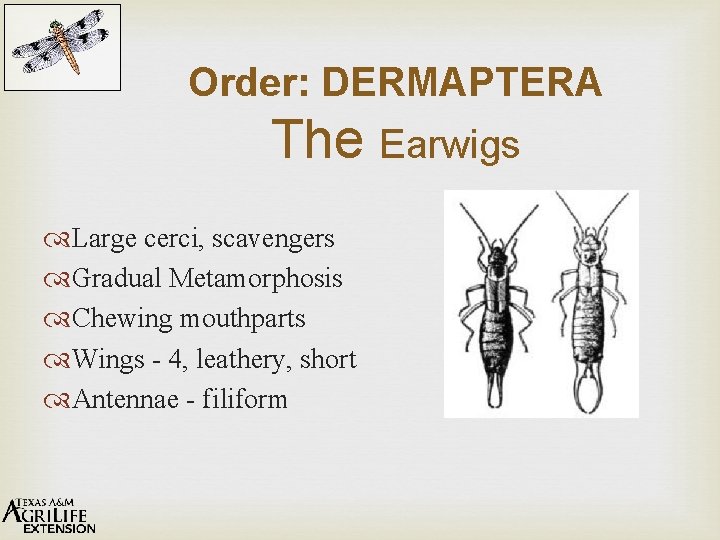 Order: DERMAPTERA The Earwigs Large cerci, scavengers Gradual Metamorphosis Chewing mouthparts Wings - 4,