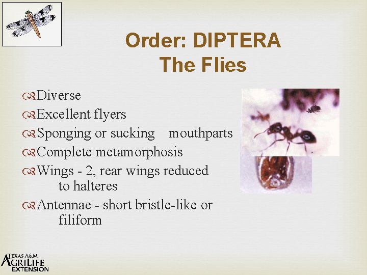 Order: DIPTERA The Flies Diverse Excellent flyers Sponging or sucking mouthparts Complete metamorphosis Wings