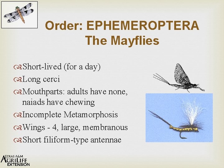 Order: EPHEMEROPTERA The Mayflies Short-lived (for a day) Long cerci Mouthparts: adults have none,