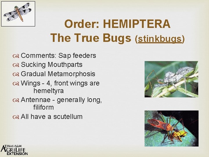 Order: HEMIPTERA The True Bugs (stinkbugs) Comments: Sap feeders Sucking Mouthparts Gradual Metamorphosis Wings