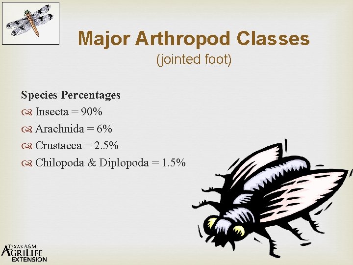 Major Arthropod Classes (jointed foot) Species Percentages Insecta = 90% Arachnida = 6% Crustacea