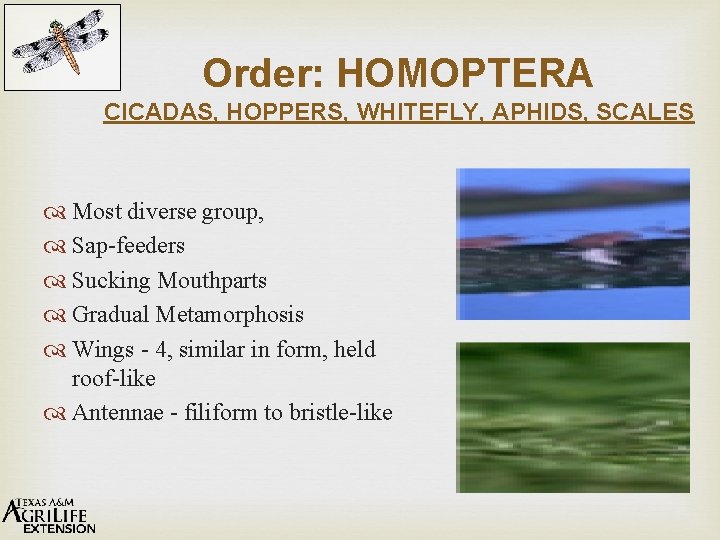 Order: HOMOPTERA CICADAS, HOPPERS, WHITEFLY, APHIDS, SCALES Most diverse group, Sap-feeders Sucking Mouthparts Gradual