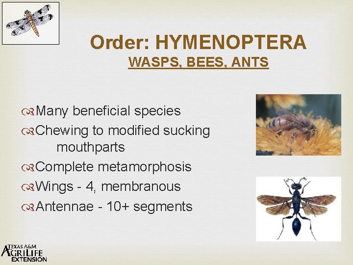 Order: HYMENOPTERA WASPS, BEES, ANTS Many beneficial species Chewing to modified sucking mouthparts Complete