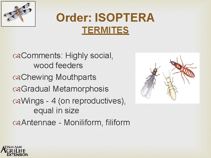Order: ISOPTERA TERMITES Comments: Highly social, wood feeders Chewing Mouthparts Gradual Metamorphosis Wings -