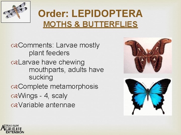 Order: LEPIDOPTERA MOTHS & BUTTERFLIES Comments: Larvae mostly plant feeders Larvae have chewing mouthparts,