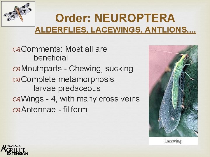 Order: NEUROPTERA ALDERFLIES, LACEWINGS, ANTLIONS, . . . Comments: Most all are beneficial Mouthparts