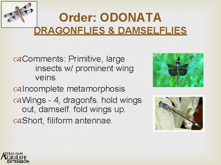 Order: ODONATA DRAGONFLIES & DAMSELFLIES Comments: Primitive, large insects w/ prominent wing veins Incomplete