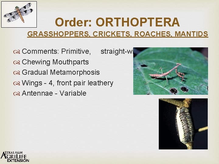 Order: ORTHOPTERA GRASSHOPPERS, CRICKETS, ROACHES, MANTIDS Comments: Primitive, straight-winged Chewing Mouthparts Gradual Metamorphosis Wings