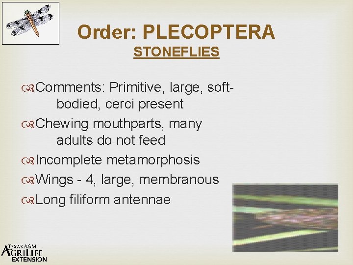 Order: PLECOPTERA STONEFLIES Comments: Primitive, large, softbodied, cerci present Chewing mouthparts, many adults do