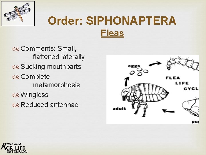 Order: SIPHONAPTERA Fleas Comments: Small, flattened laterally Sucking mouthparts Complete metamorphosis Wingless Reduced antennae
