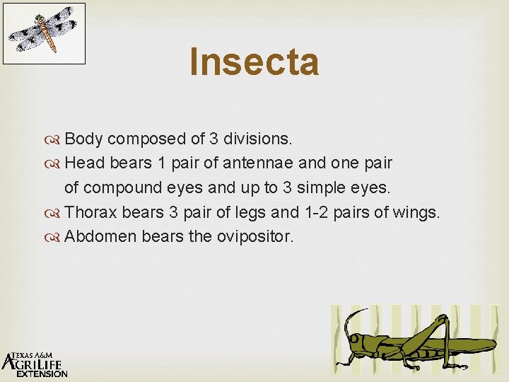 Insecta Body composed of 3 divisions. Head bears 1 pair of antennae and one