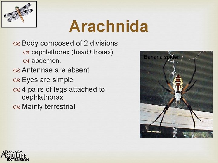 Arachnida Body composed of 2 divisions cephlathorax (head+thorax) abdomen. Antennae are absent Eyes are