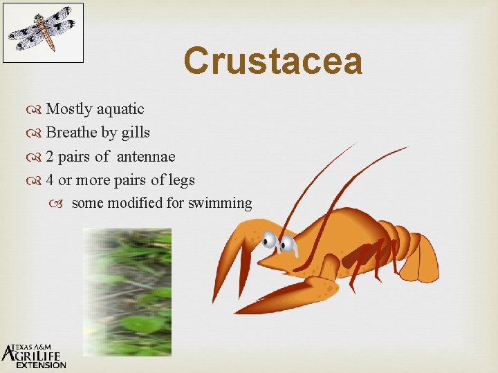 Crustacea Mostly aquatic Breathe by gills 2 pairs of antennae 4 or more pairs