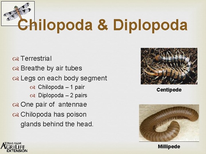 Chilopoda & Diplopoda Terrestrial Breathe by air tubes Legs on each body segment Chilopoda