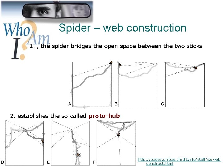 Spider – web construction 1. , the spider bridges the open space between the