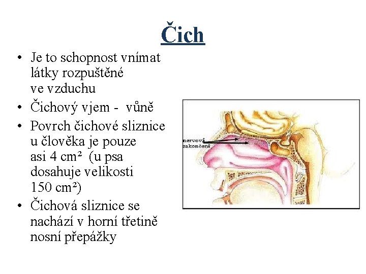 Čich • Je to schopnost vnímat látky rozpuštěné ve vzduchu • Čichový vjem -