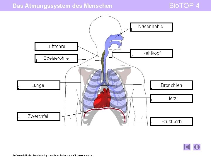 Bio. TOP 4 Das Atmungssystem des Menschen 1 Luftröhre 3 4 5 8 Nasenhöhle