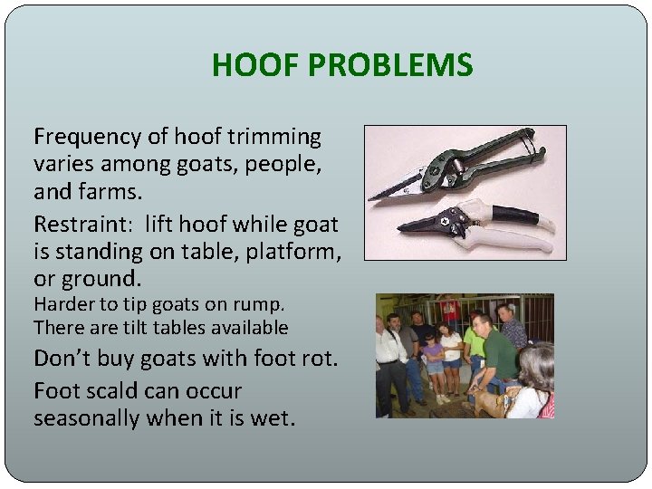 HOOF PROBLEMS Frequency of hoof trimming varies among goats, people, and farms. Restraint: lift