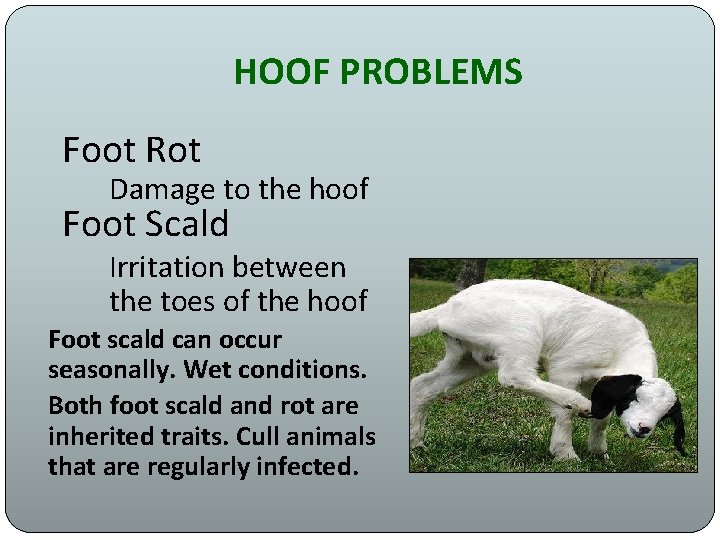 HOOF PROBLEMS Foot Rot Damage to the hoof Foot Scald Irritation between the toes