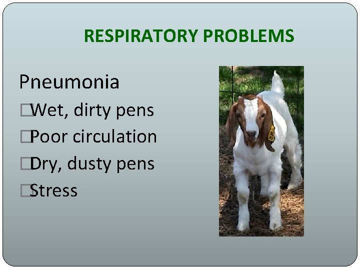 RESPIRATORY PROBLEMS Pneumonia �Wet, dirty pens �Poor circulation �Dry, dusty pens �Stress 