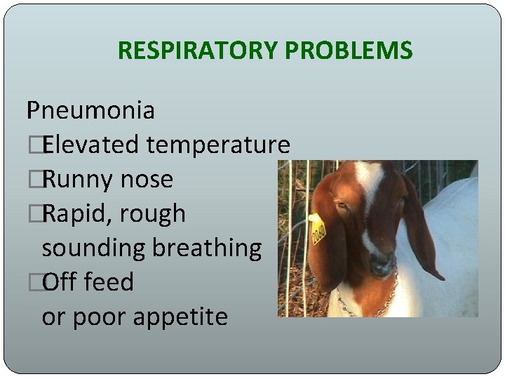 RESPIRATORY PROBLEMS Pneumonia �Elevated temperature �Runny nose �Rapid, rough sounding breathing �Off feed or