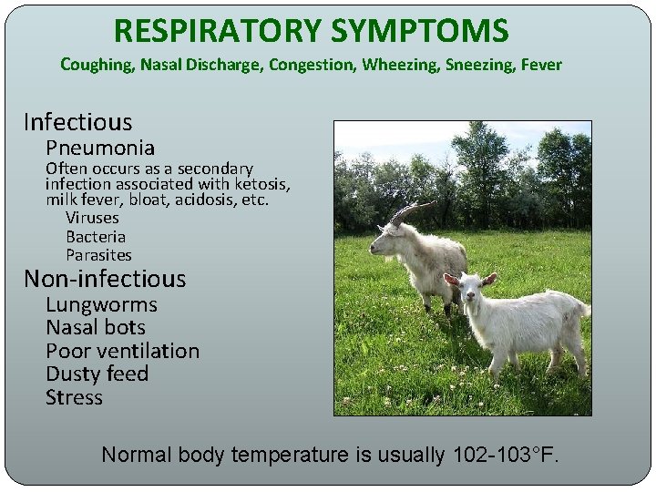 RESPIRATORY SYMPTOMS Coughing, Nasal Discharge, Congestion, Wheezing, Sneezing, Fever Infectious Pneumonia Often occurs as
