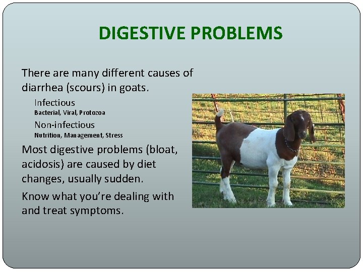 DIGESTIVE PROBLEMS There are many different causes of diarrhea (scours) in goats. Infectious Bacterial,