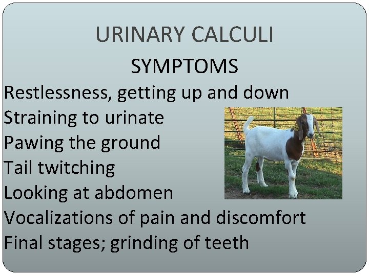 URINARY CALCULI SYMPTOMS Restlessness, getting up and down Straining to urinate Pawing the ground