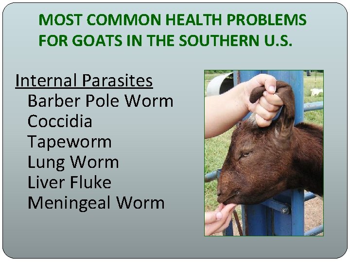 MOST COMMON HEALTH PROBLEMS FOR GOATS IN THE SOUTHERN U. S. Internal Parasites Barber