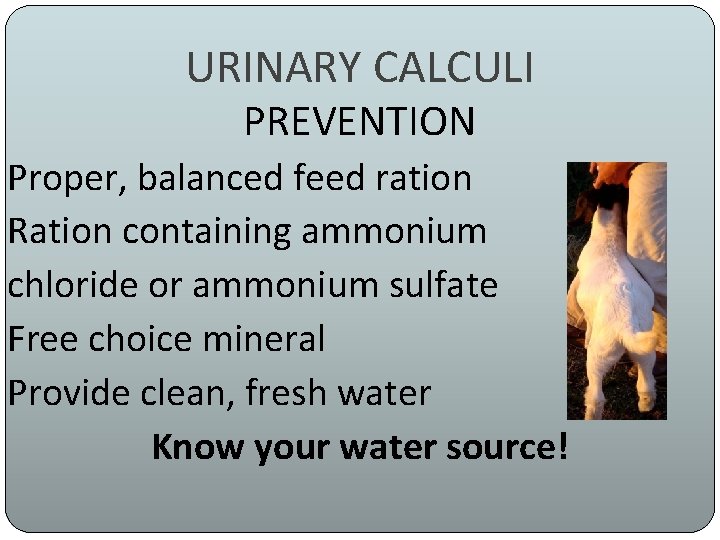 URINARY CALCULI PREVENTION Proper, balanced feed ration Ration containing ammonium chloride or ammonium sulfate