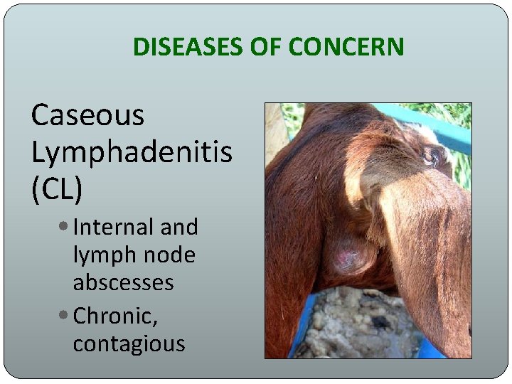 DISEASES OF CONCERN Caseous Lymphadenitis (CL) • Internal and lymph node abscesses • Chronic,