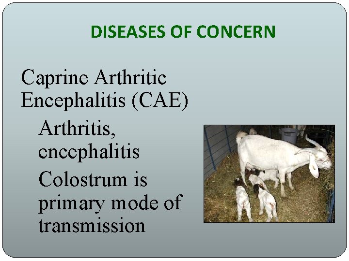 DISEASES OF CONCERN Caprine Arthritic Encephalitis (CAE) Arthritis, encephalitis Colostrum is primary mode of