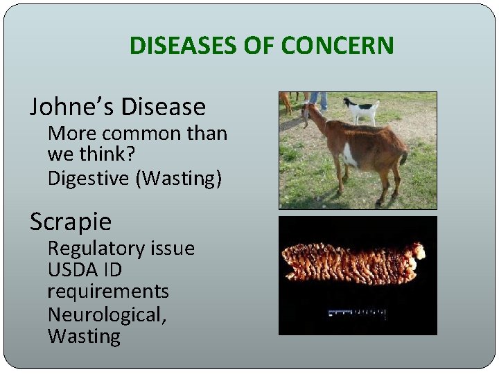 DISEASES OF CONCERN Johne’s Disease More common than we think? Digestive (Wasting) Scrapie Regulatory