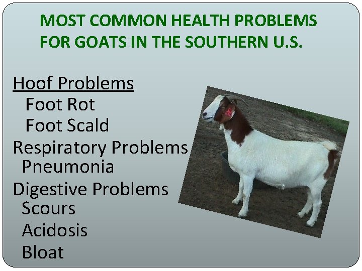 MOST COMMON HEALTH PROBLEMS FOR GOATS IN THE SOUTHERN U. S. Hoof Problems Foot