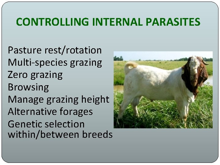 CONTROLLING INTERNAL PARASITES Pasture rest/rotation Multi-species grazing Zero grazing Browsing Manage grazing height Alternative
