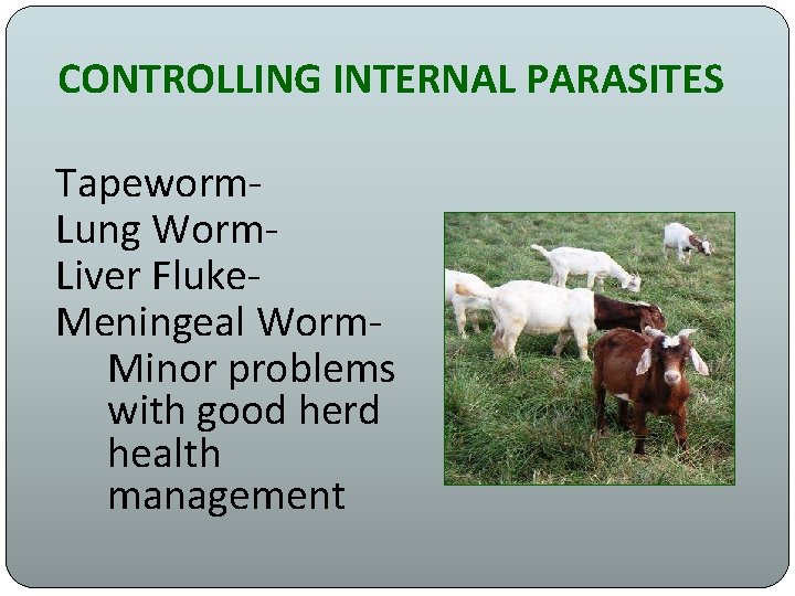 CONTROLLING INTERNAL PARASITES Tapeworm. Lung Worm. Liver Fluke. Meningeal Worm. Minor problems with good