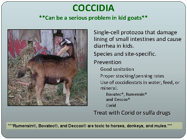 COCCIDIA **Can be a serious problem in kid goats** Single-cell protozoa that damage lining