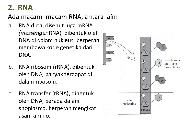 2. RNA Ada macam−macam RNA, antara lain: a. RNA duta, disebut juga m. RNA
